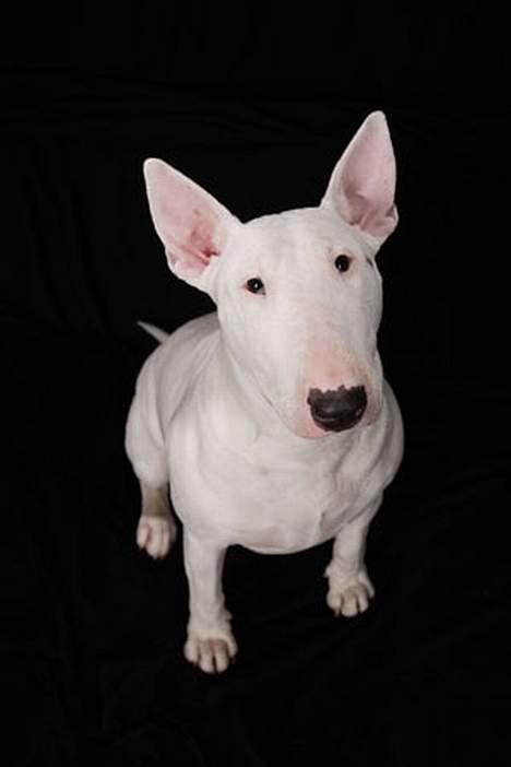 Bullterrier Diva *Himmelhund* billede 19