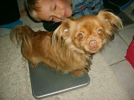 Blanding af racer Mica  R.I.P. - Åh, skal jeg nu vejes igen?? Her siger vægten godt 5 kg. billede 11