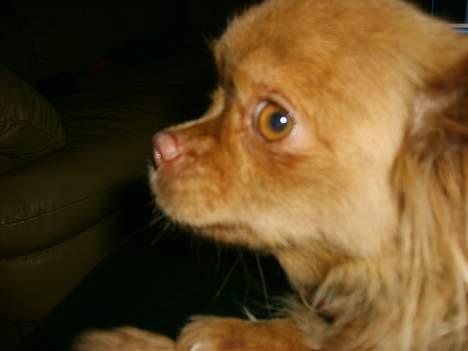 Blanding af racer Mica  R.I.P. - Næh du, kigger væk! Lader mig overhovedet ikke distrahere!! :o) billede 12