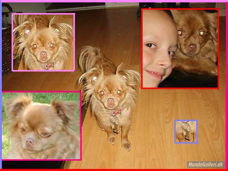 Blanding af racer Mica  R.I.P. - Lavet af Ea D her fra Hg!! billede 13