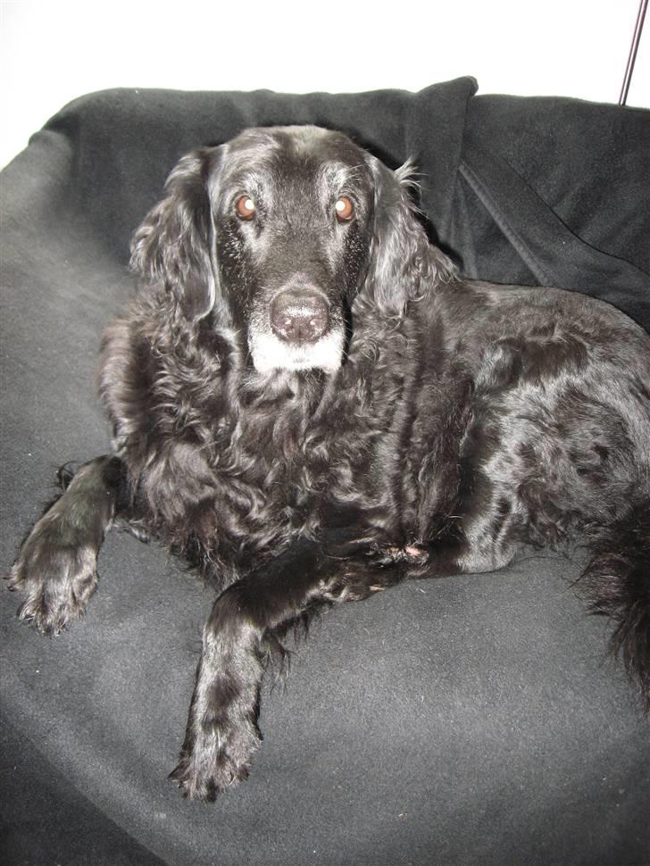 Flat coated retriever Bonnie * I Himlen * - NYT: bonse daser den af i sofaen :)<3 billede 17