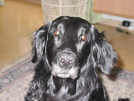 Flat coated retriever Bonnie * I Himlen * - Såå smuk <33 billede 18