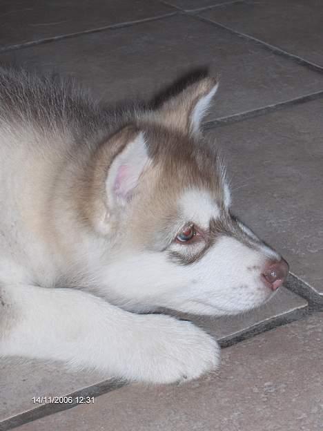 Alaskan malamute eagleeyed love over gold - Illja 8½ uge gammel og meget fræk billede 2