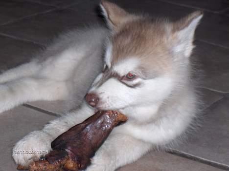Alaskan malamute eagleeyed love over gold - ahh, dejligt med et ordentligt griseøre billede 3
