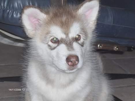 Alaskan malamute eagleeyed love over gold - hey hey, se lige min bandit maske.. billede 4