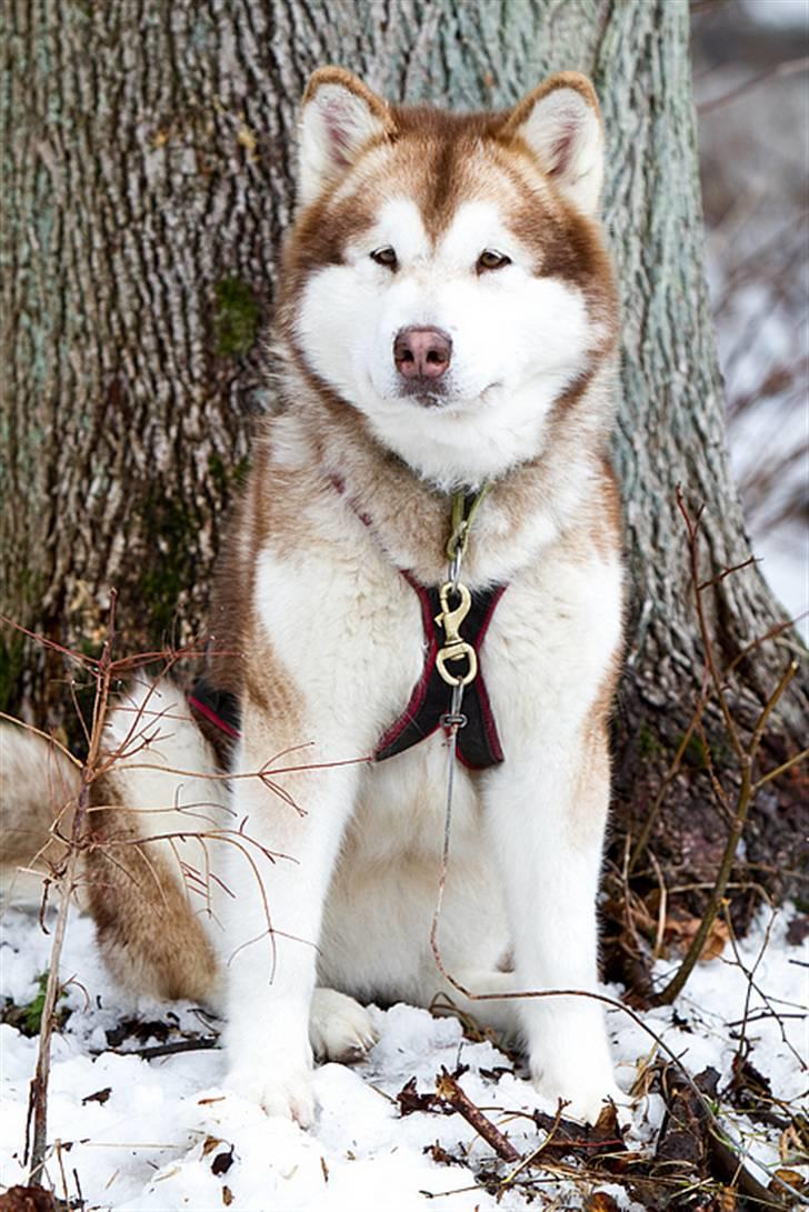 Alaskan malamute eagleeyed love over gold - kan man sige andet end hun er et pragteksemplar billede 5