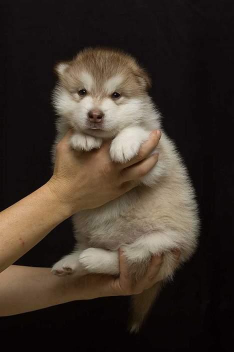 Alaskan malamute eagleeyed love over gold - Illja 4 uger, er hun ikke skøn? billede 6