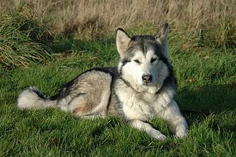 Alaskan malamute Qilak R.I.P - potrætbillede taget af alex poulsen 2004 billede 1