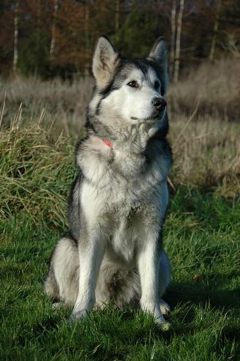 Alaskan malamute Qilak R.I.P - potrætbillede taget af alex poulsen 2004 billede 2