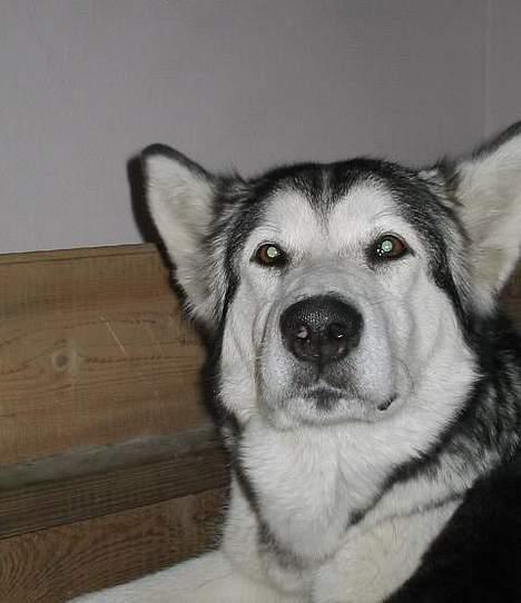 Alaskan malamute Qilak R.I.P - Qilak med flyveørene billede 3