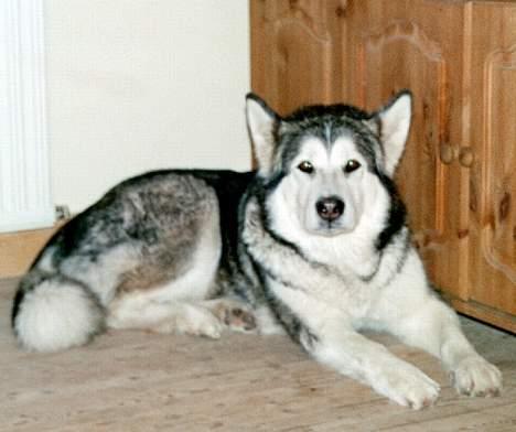 Alaskan malamute Qilak R.I.P - smukke Qilak  billede 4