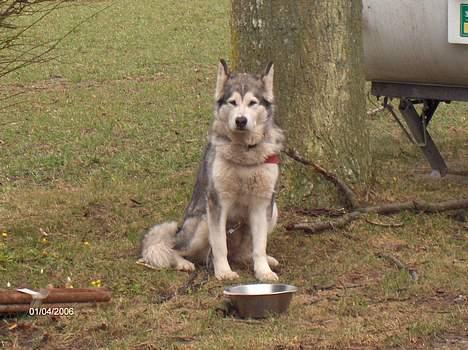 Alaskan malamute Qilak R.I.P - uhh der er koldt herude billede 5