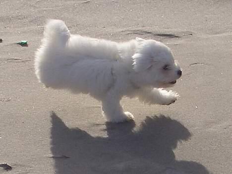 Coton de tulear Oscar billede 9