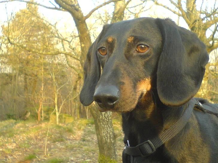 Gravhund Mille  - Sne .. billede 1