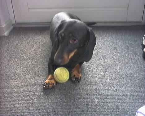 Gravhund Mille  billede 2