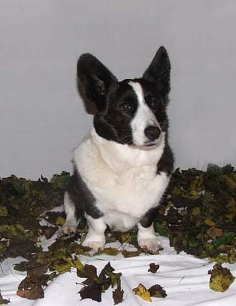 Welsh corgi cardigan Thea - Efterårs stemning billede 8