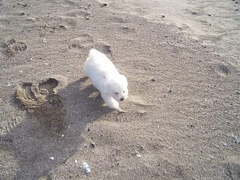Coton de tulear Oscar billede 10