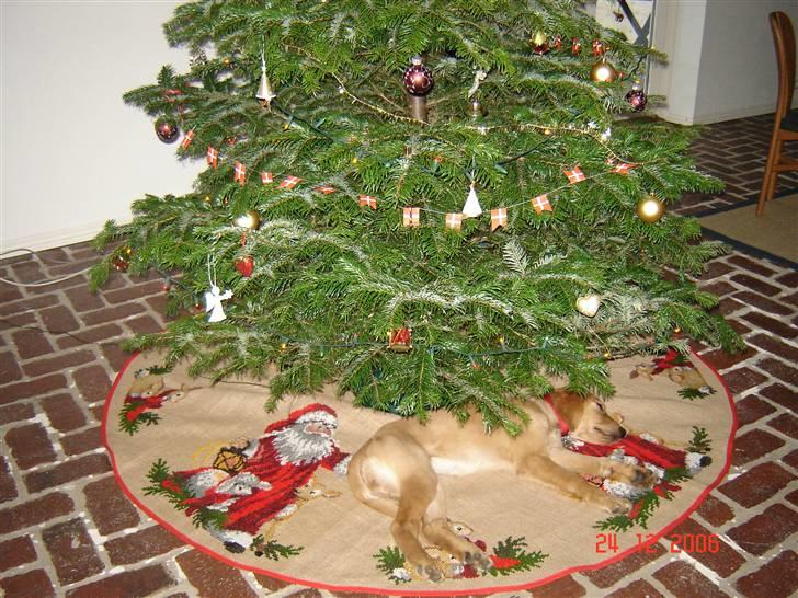 Golden retriever Sif - Sikke en dejlig "pakke" der ligger under juletræet... Hehe billede 14