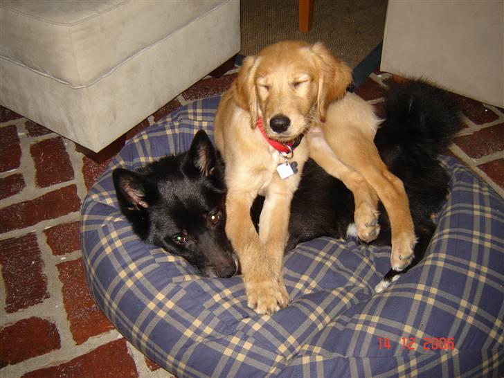 Golden retriever Sif - "Hehe...så kan jeg da oz bare lægge mig oven på dig.." billede 15