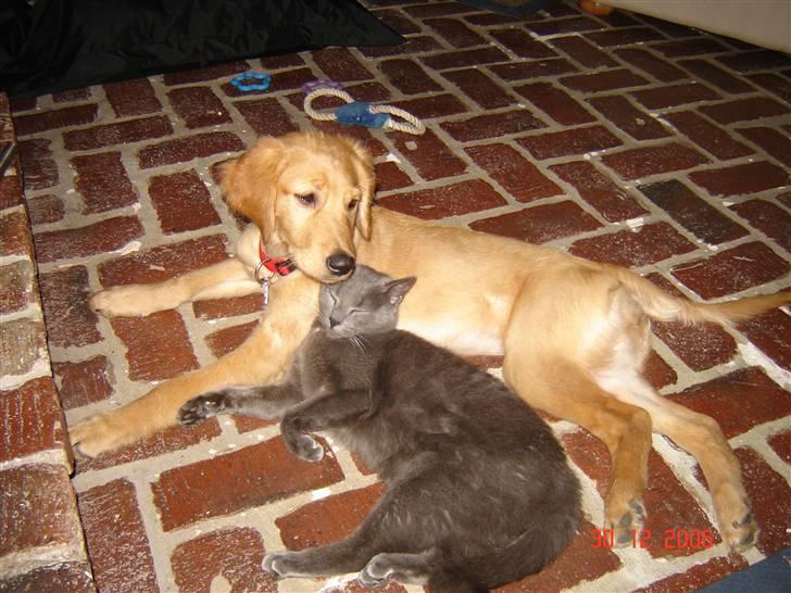 Golden retriever Sif - Sif & Teddy hygger foran pejsen billede 16