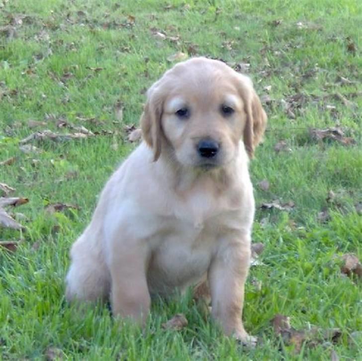 Golden retriever Sif - Her er hun kun 4 uger gammel billede 17