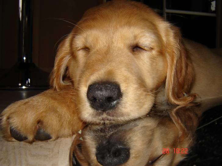 Golden retriever Sif - Sååå søøød!! billede 18
