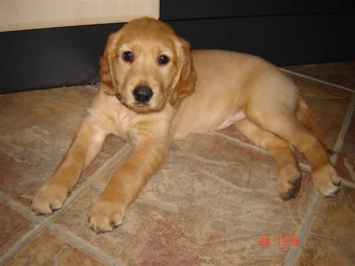 Golden retriever Sif - 8 uger gammel. Første dag hos os billede 19