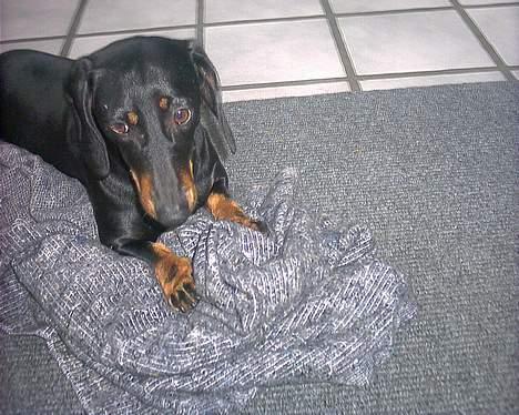 Gravhund Mille  billede 3