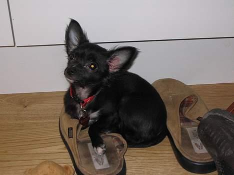 Chihuahua Malou billede 6