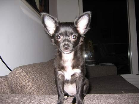 Chihuahua Malou billede 7