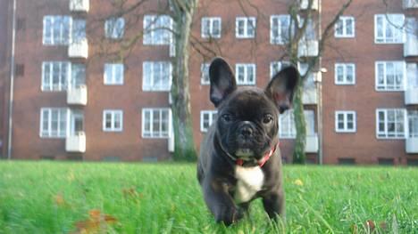 Fransk bulldog Diesel - I fuld firspring billede 1