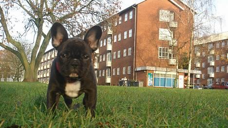 Fransk bulldog Diesel - Ja ja ja, jeg kikker i kameraet.. Happy now? billede 2