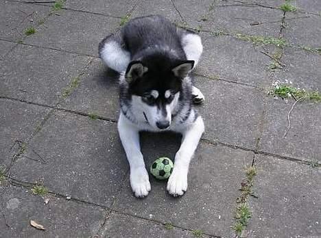 Alaskan malamute Ran Haubrad Dragemund  billede 13