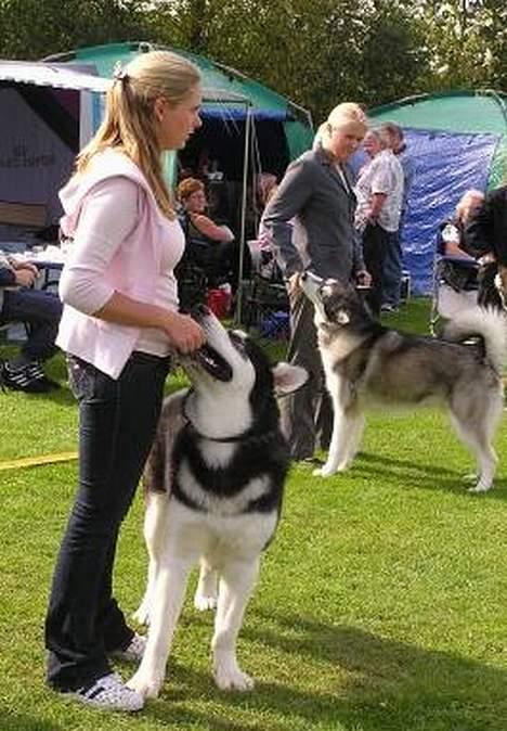 Alaskan malamute Ran Haubrad Dragemund  billede 14