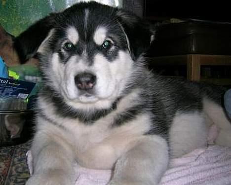 Alaskan malamute Ran Haubrad Dragemund  billede 15