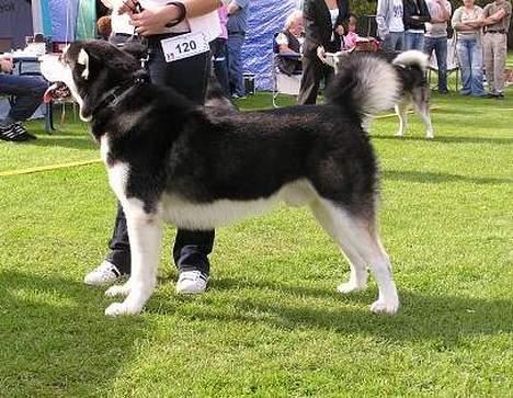 Alaskan malamute Ran Haubrad Dragemund  billede 16
