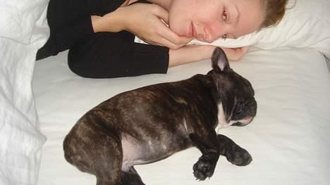 Fransk bulldog Diesel - ZZZzzzZZZzzzZZZzzz billede 3