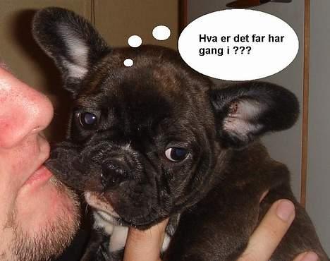 Fransk bulldog Diesel billede 4