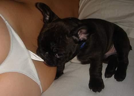 Fransk bulldog Diesel - Skal jeg ikke lige tage den her? billede 5