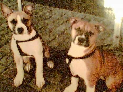 Blanding af racer stella - stella og søster asta billede 13