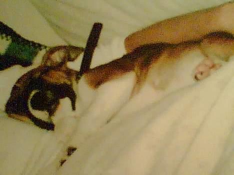 Blanding af racer stella - stella som hvalp billede 14