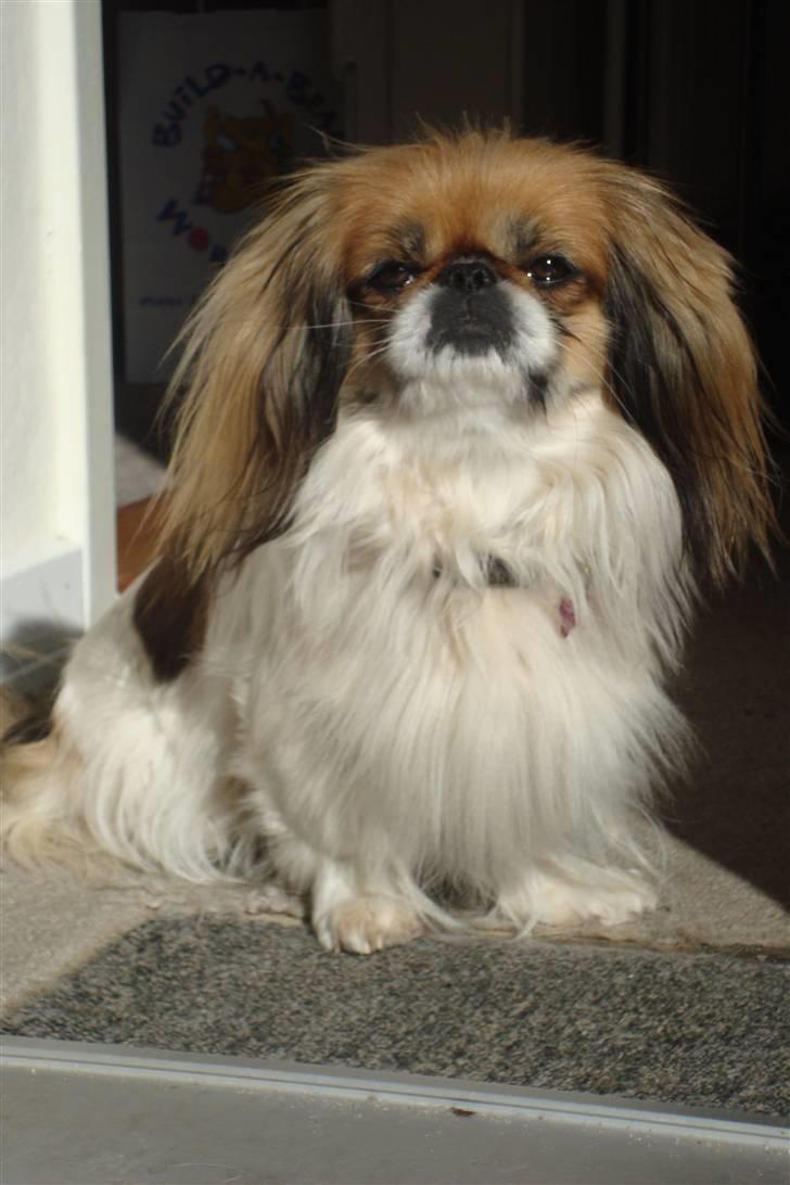 Pekingeser Molly  - MOLLY PIGEN billede 1