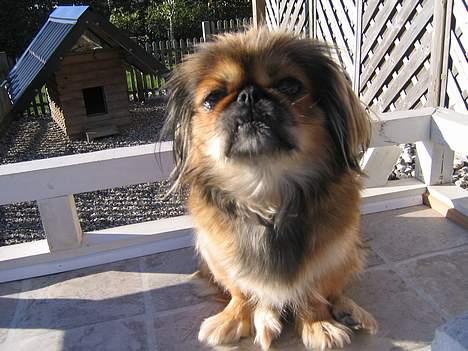 Pekingeser Molly  - Molly´s mor  billede 4