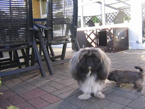 Pekingeser Molly  - mollys´s far  billede 5