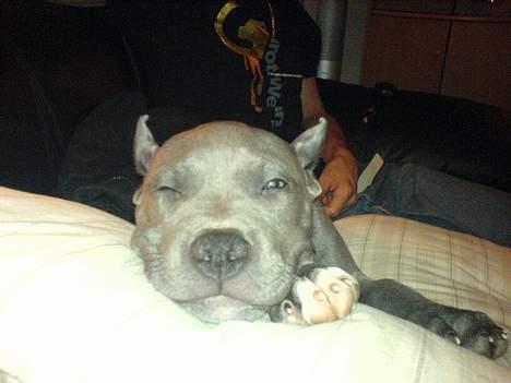 Amerikansk staffordshire terrier Chico - "Jeg holder øje med dig" billede 9