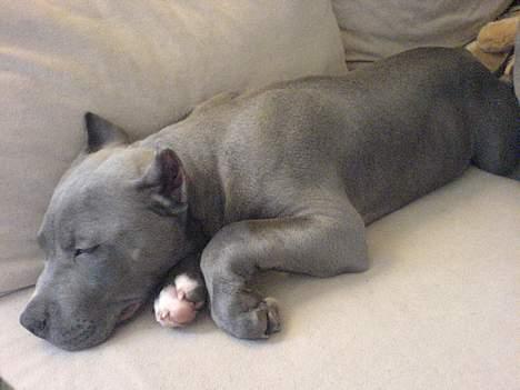 Amerikansk staffordshire terrier Chico billede 10