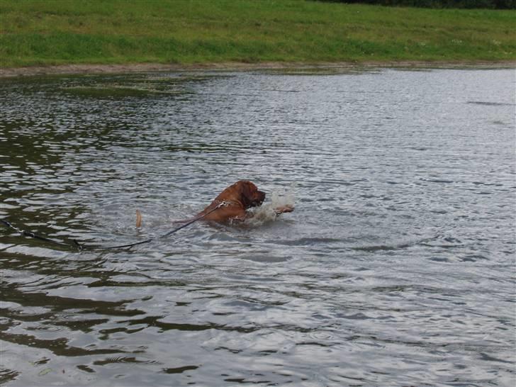 Blanding af racer arko - NYT! 2010 !! arko leger med vandet  billede 19