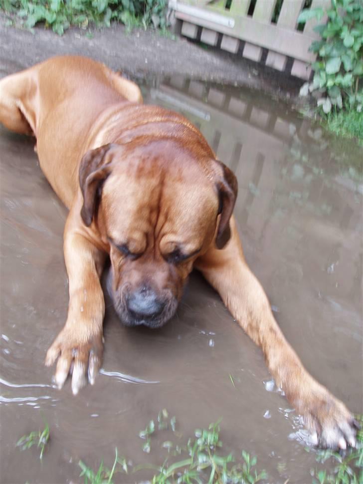 Blanding af racer arko - NYT! 2010 !! arko ligger i en vandpyt XD han har det vist varmt ! billede 20