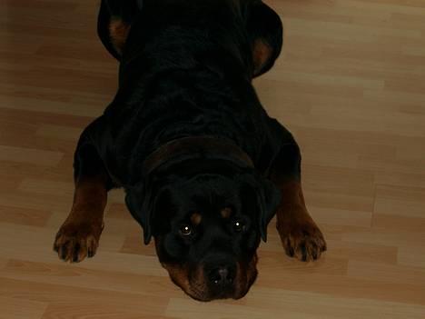 Rottweiler Brotus R.I.P billede 1