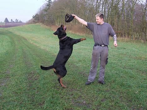 Rottweiler Brotus R.I.P billede 2